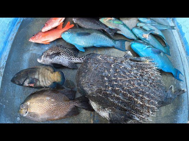 Spear fishing Okinawa p ocean 127