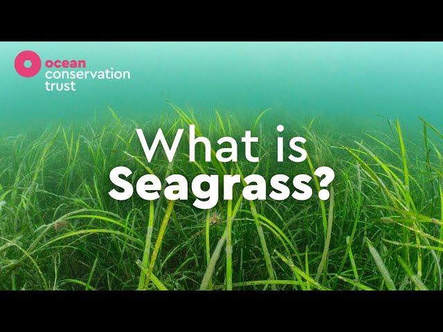 What is Seagrass? | Ocean Conservation Trust