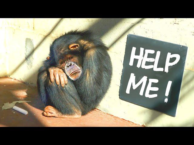 The Shocking Reality of Lab Chimps (And How To Fix It)