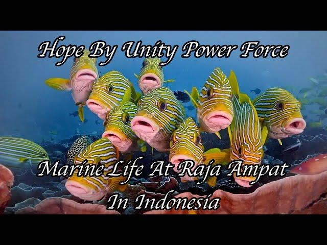 Hope Instrumental By Unity Power Force With Raja Ampat Indonesia Marine Life