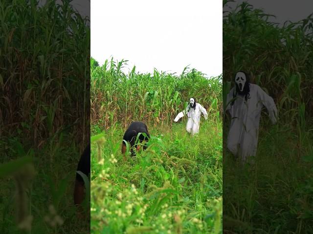 SCARY GHOST PRANK FOR LAUGHING Part 17 !! KAAL PRODUCTION