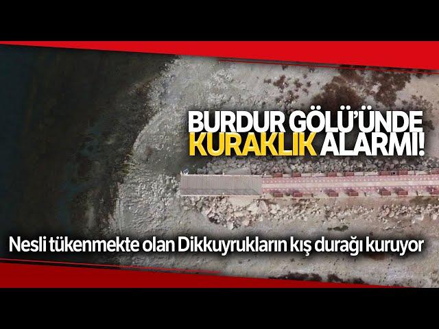 Dikkuyrukların Kış Durağı; Burdur Gölü Kuruyor