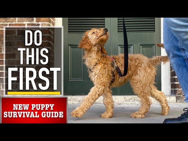 NEW PUPPY SURVIVAL GUIDE: Leash Walking Begins! (EP 4)