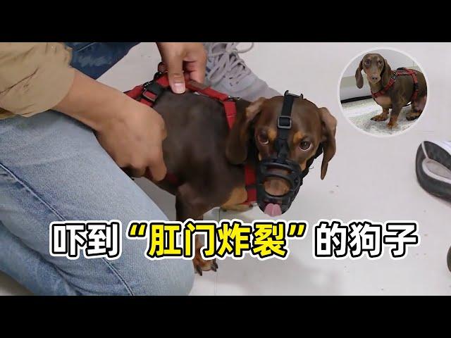 臘腸犬磚咬男人？訓犬師：都怪主人溺愛狗子，咬人成疾得早治！