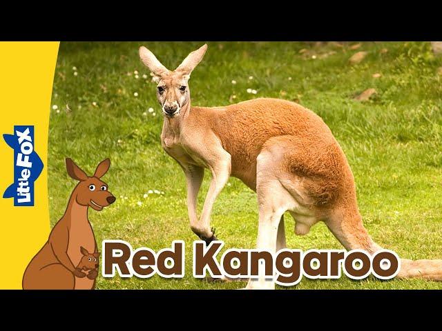 Meet the Animals | Marsupials | Red Kangaroo | Stories for Kindergarten