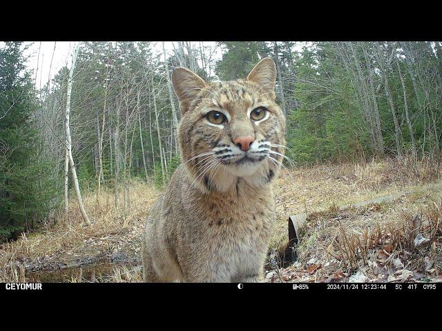 Downeast Maine Wildlife, November 2024 (trail camera video)