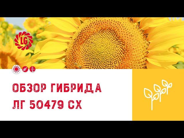 Обзор гибрида ЛГ 50479 СХ / Гибрид подсолнечника