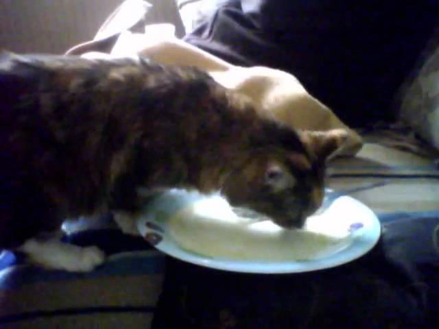 Cat Licking Plate