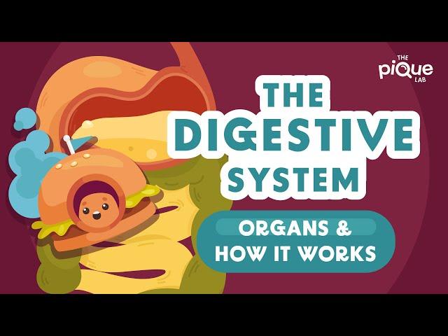 The Digestive System Organs And How It Works | Primary School Science Animation