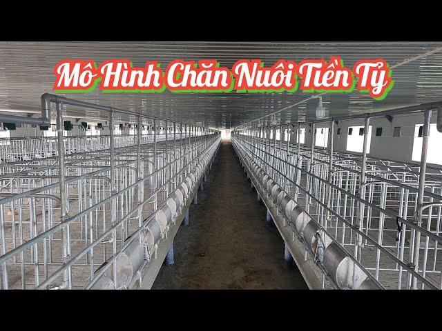 Mô hình chăn nuôi Lợn tiền tỷ | khởi nghiệp TV