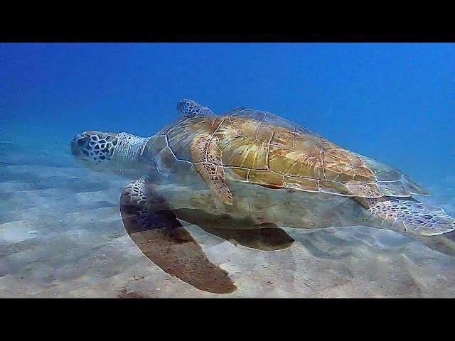 DIVE CURACAO: PLAYA PISKADO 2024