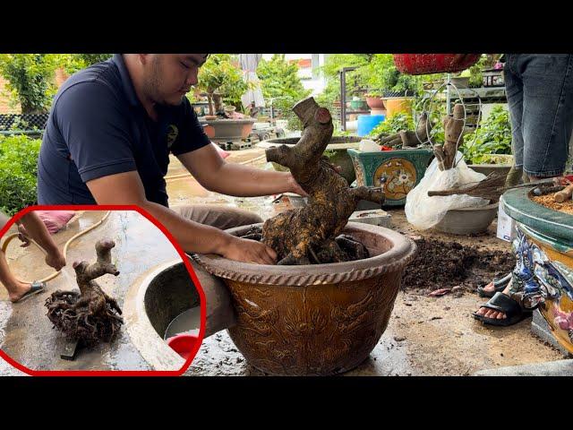 Cách Vô Chậu Cây Mai Bonsai Nhiều Rễ Nhỏ