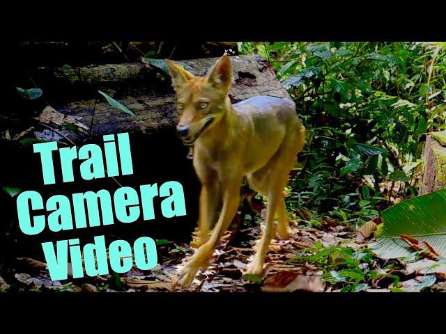 Trail Cam Videos Spy on Animals in the Rain Forest