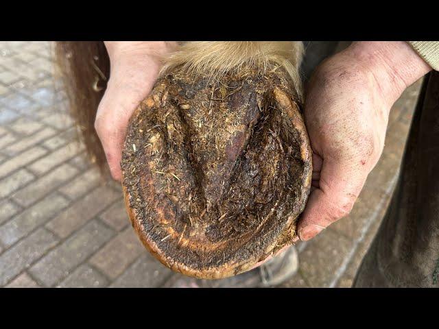 My Last Hoof Trimming Video For 2024.