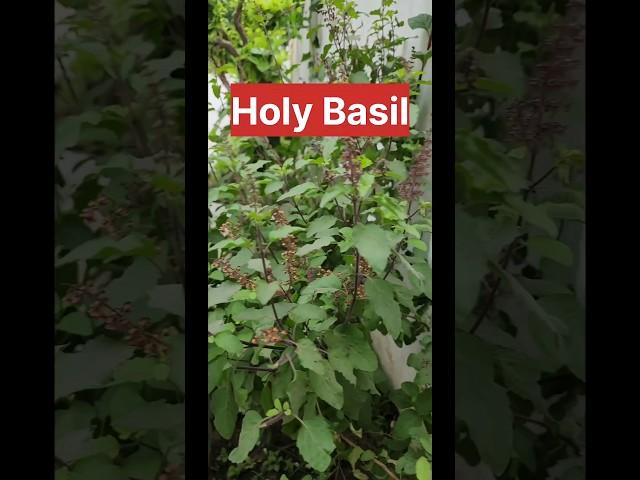 How to Care for Your Tulsi Plant (Holy Basil)