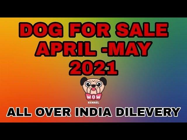 NEW STOCK APRIL MAY 2021 | WOW KENNEL INIDA | ALL INDIA DILEVERY| DOG FOR SALE