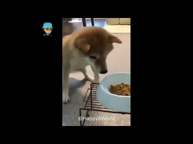 Кумедні тваринки :) Смешные животные :) funny animals #16