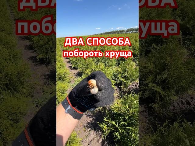 2 способа бороться с хрущом (секрет главного агронома)