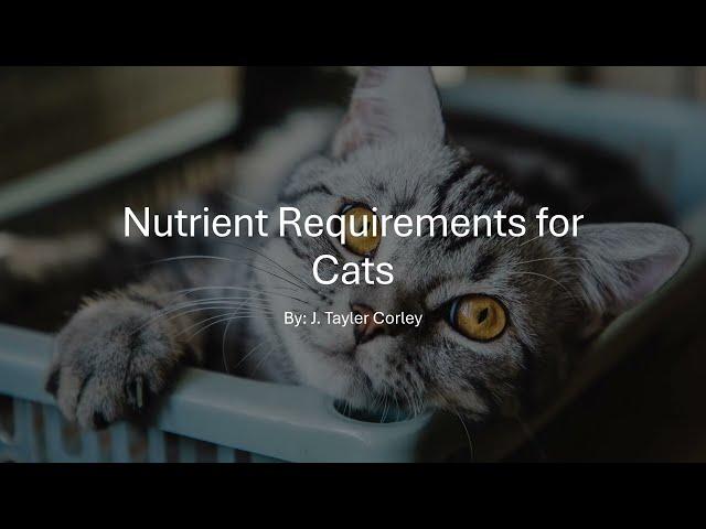 Dietary Requirements for Cats