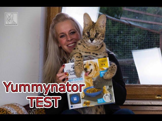 Savannah Cat TV - Yummynator TEST mit Savannah Katzen und Serval