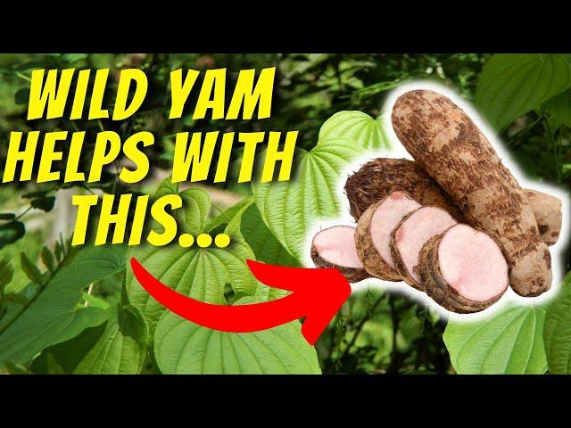 5 Amazing Health Benefits of Wild Yam You Need to Know