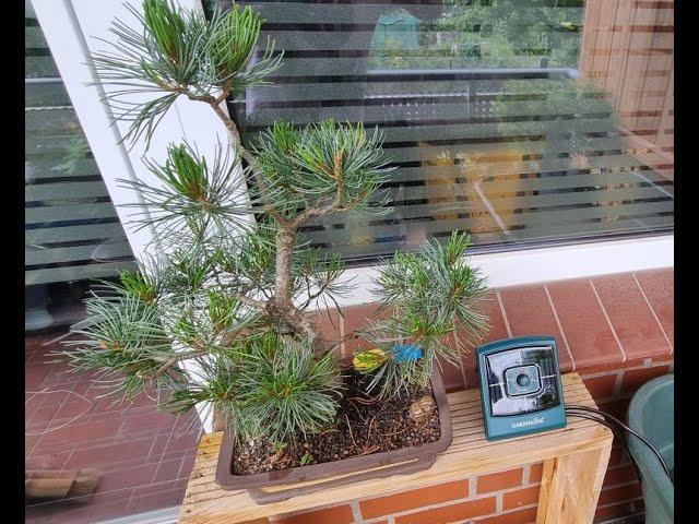 Automatische Bonsai Bewässerung auf dem Balkon