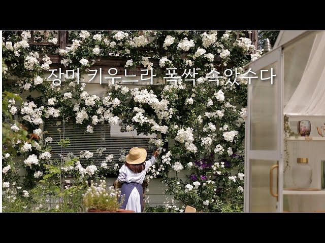 [늘봄네 장미 스페셜 영상] 장미 키우느라 폭싹 속았수다. 아베크라네이처 장미 식쇼핑 나들이. 장미 막차타고 힐링하세요!