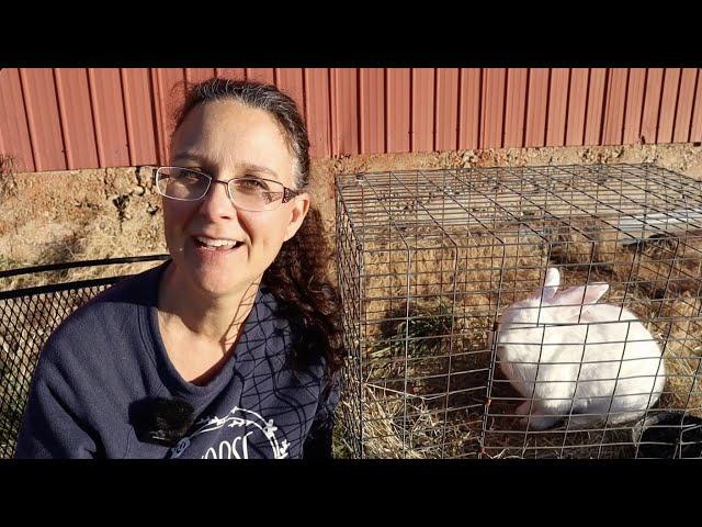 Raising Rabbits for Meat!! How to Begin!!!