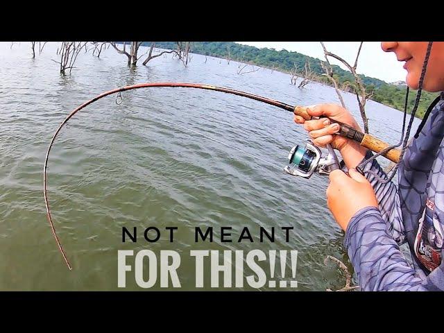 Big Tiger on LIGHT tackle! (Crazy Tiger Fishing Session)