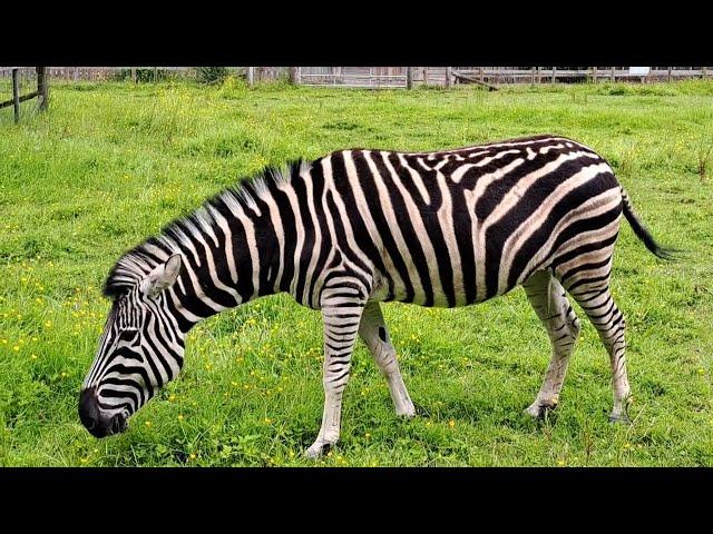 Caspar and Oscar, Chapman's Zebra