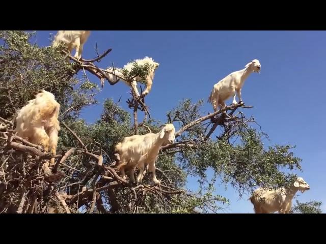 cabras se suben a un arbol y protestan por falta de alimentacion