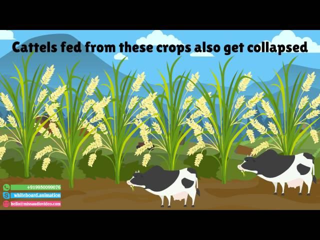  Organic Depot : Best Affordable Explainer Video Production Company - Miss Audio Video