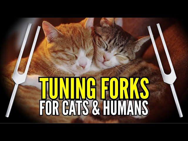 528 Hz + 639 Hz + 222 Hz Tuning Forks for Cats & Their Humans  (with Purring)