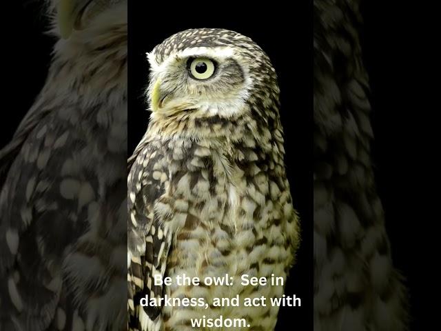 Wise Owl