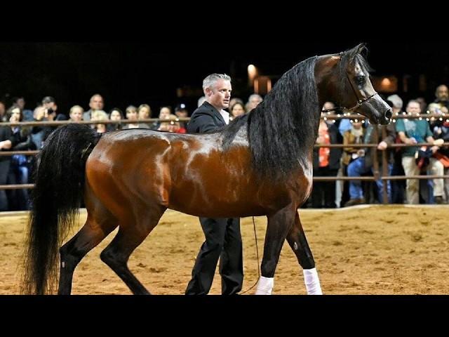 The purebred Arabian horse | The greatest production stallions in the world in the Arabian horse