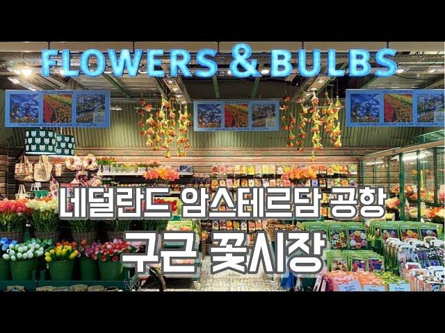 네덜란드 스키폴공항 구근 알뿌리 꽃가게, 식물 면세점!! flower market in Amsterdam Airport Schiphol