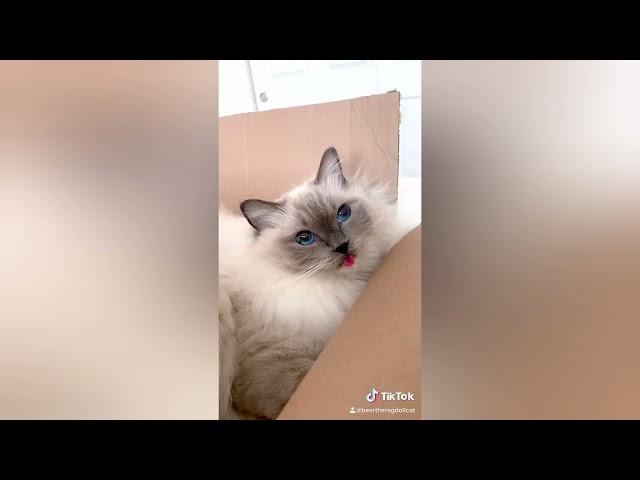 Funny animals Best of Tik Tok weekly 03.09-09.09! So cute!