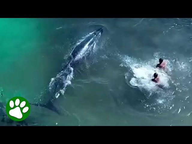 Brave Fishermen Approach Distressed Whale