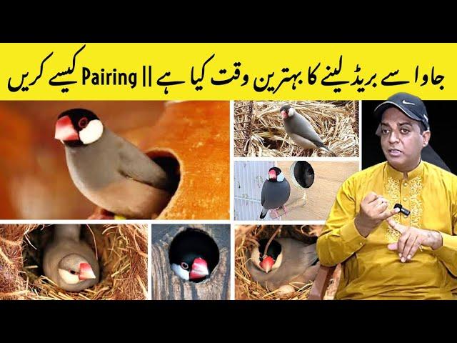 Java breeding Season|| Java Breeding Time|| Best time for Java Breeding|| Java Pairing|| Java Colony