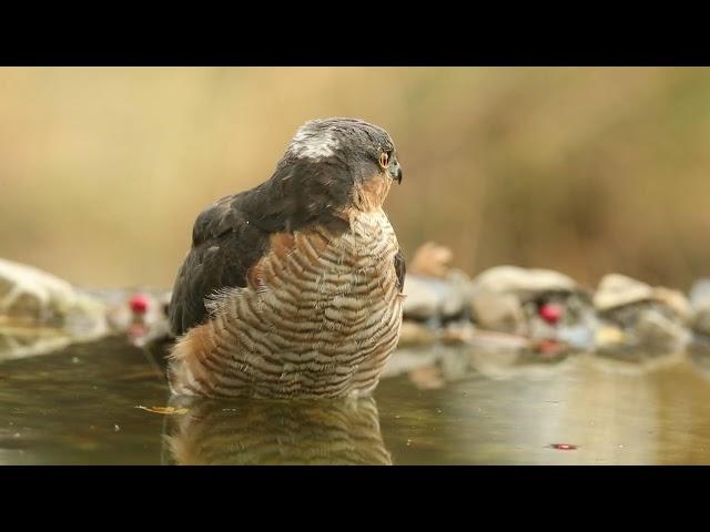 Eurasian sparrow hawk, Accipiter nisus