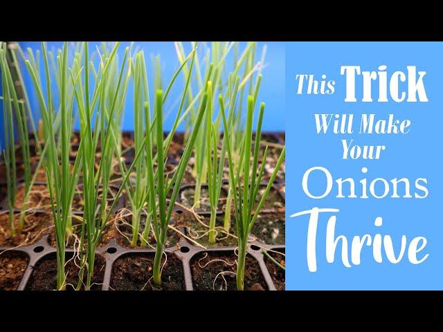 Grow Bigger Onions | Our Top Onion Growing Tip