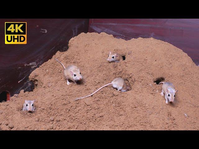 Cat TV Mice Digging Burrows and Playing Hide & Seek for cats to watch 4k UHD