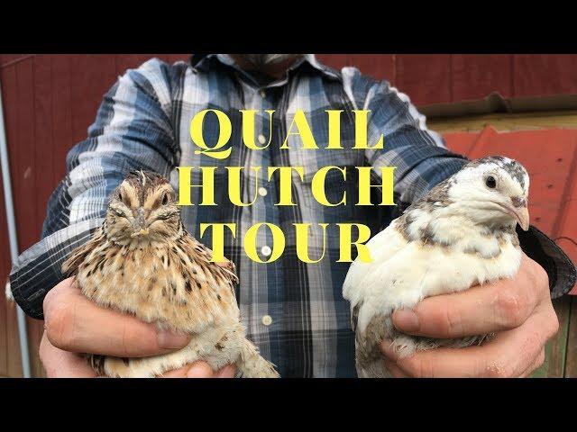 EVERYTHING You Need To Start Raising Quail in Your Backyard!