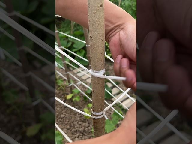 Just Genius! Strong & Easy Knot for Garden Use!