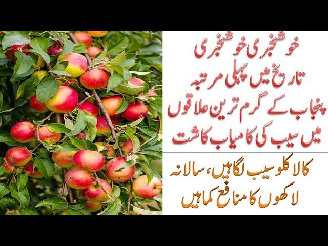 Successful Plantation of Apple plants in Hottest areas of Pakistan|| 100 % Successful and Guarantee