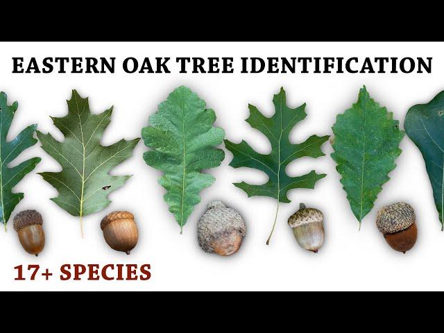 Oak Tree & Acorn Identification for Deer Hunters