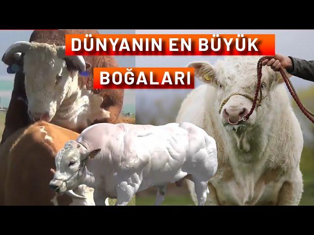 DÜNYANIN EN ETÇİ 10 SIĞIR IRKI