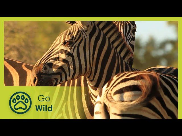 Zebra - Africa's Wild Wonders - Go Wild