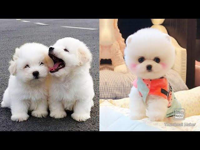 Baby Dogs - Funny and Cute Baby Dog Videos Compilation | Aww Animals