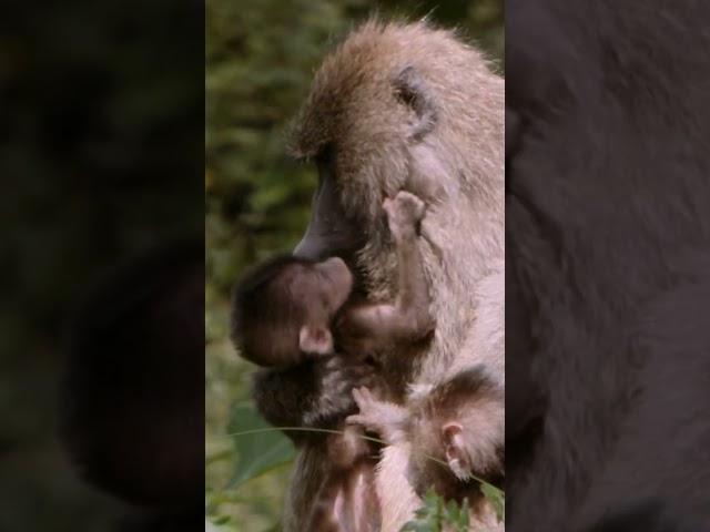 Baboon Mothers and Babies: Heartwarming Bond in the Wild | Amazing African Wildlife | Wild Wonder